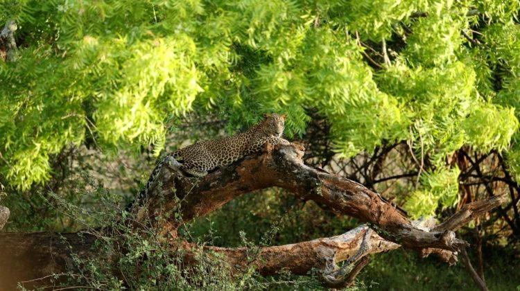 Yala Leopard Mobile Camp Exterior foto